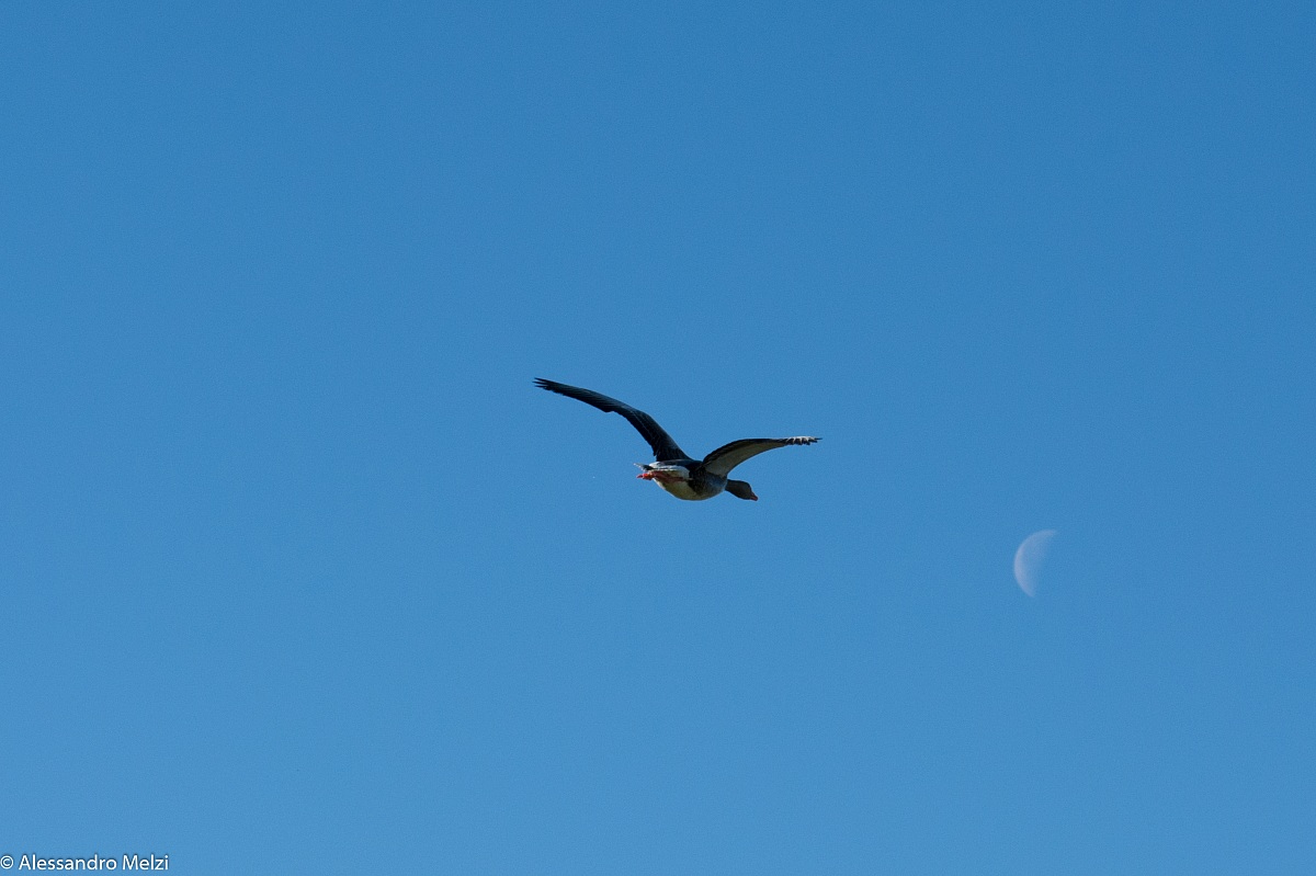 Oca selvatica in volo