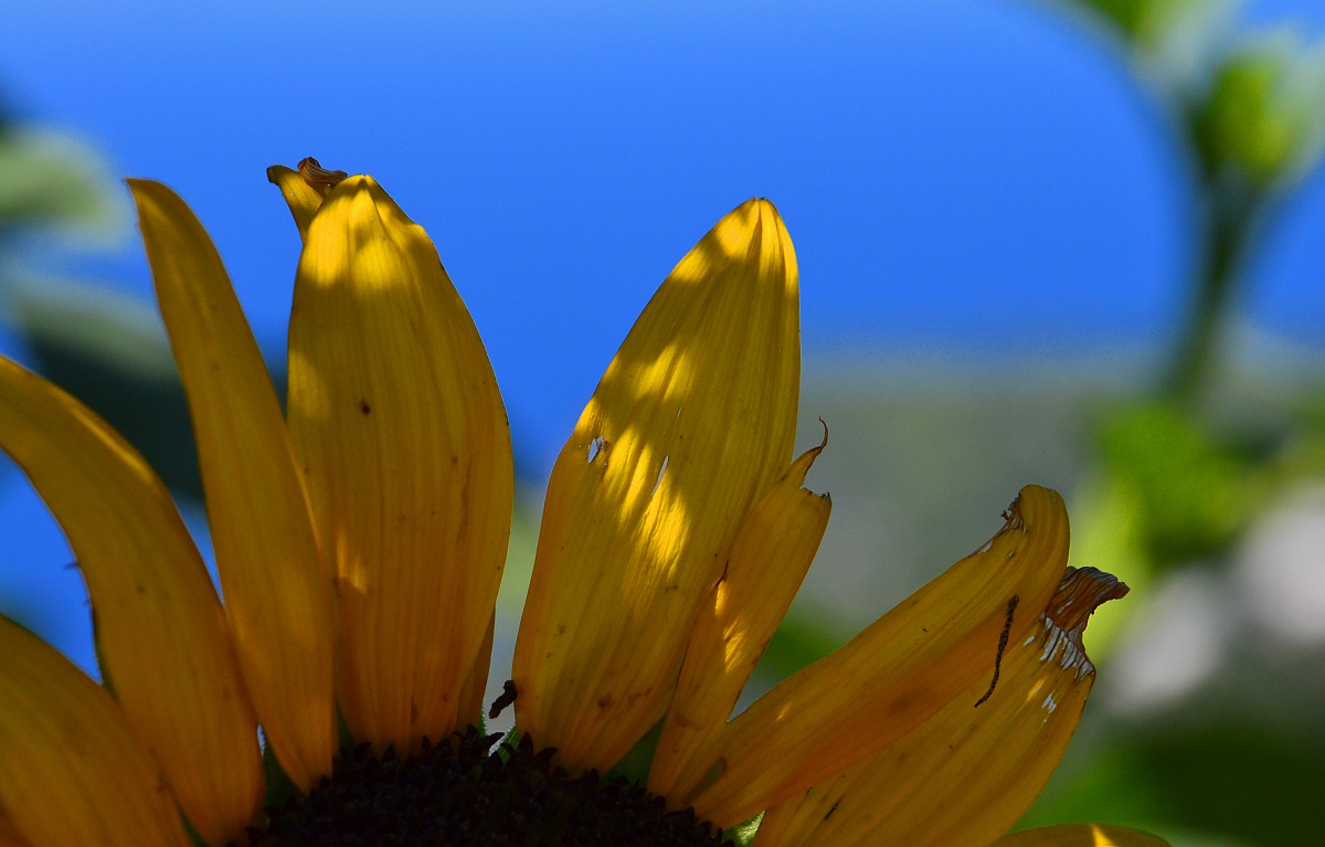 as the sun suddenly ...