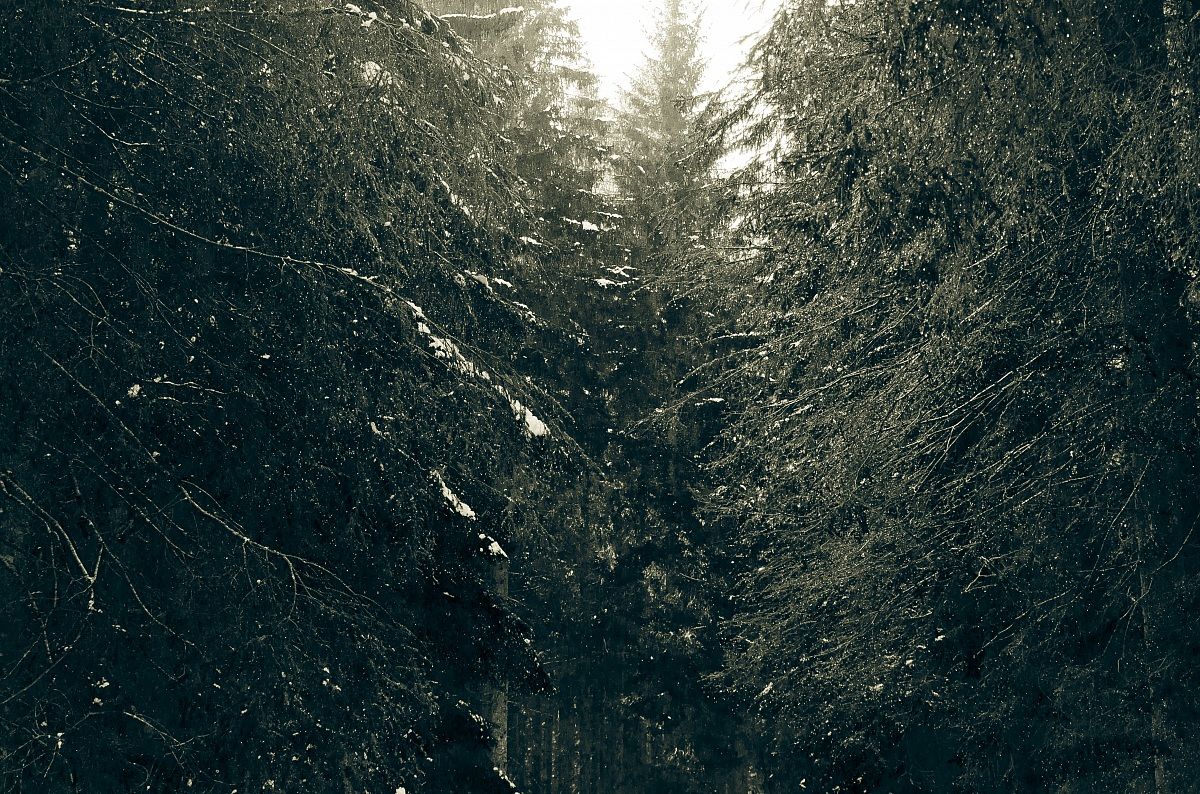 L'albero delle Goccie