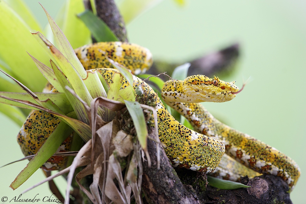 I colori dell'eyelash