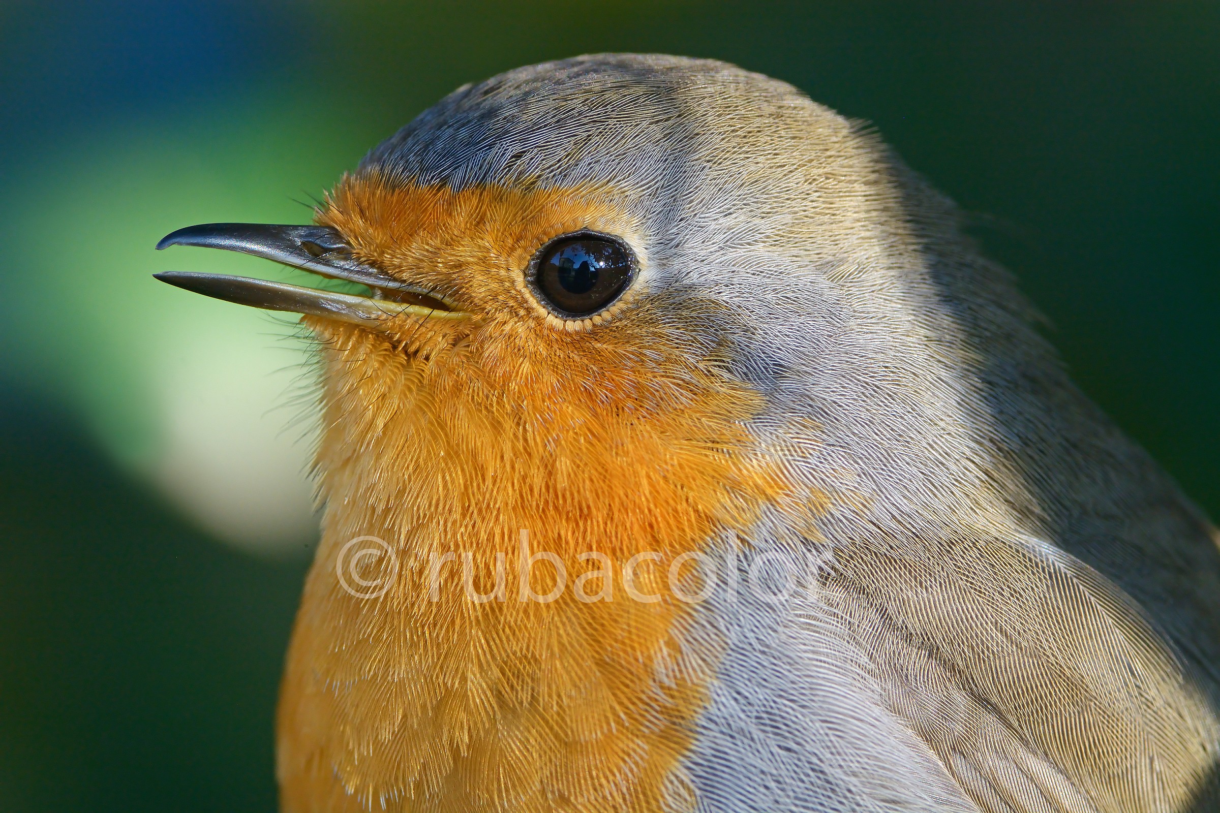 Un pettirosso a Sanremo