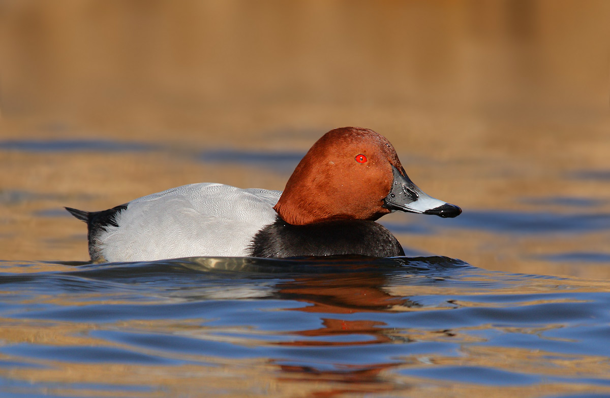 Pochard