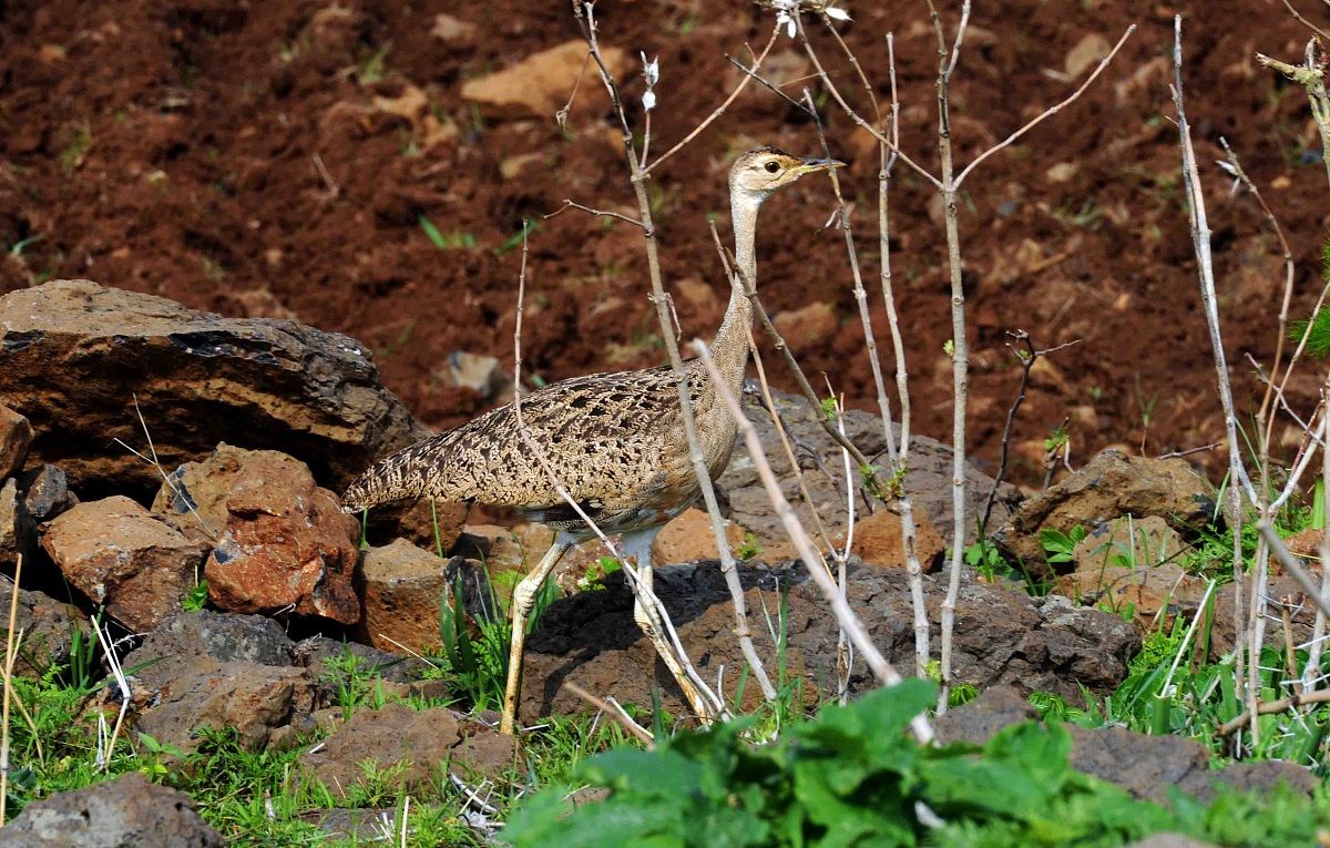 Hartlaub's Bustard Female