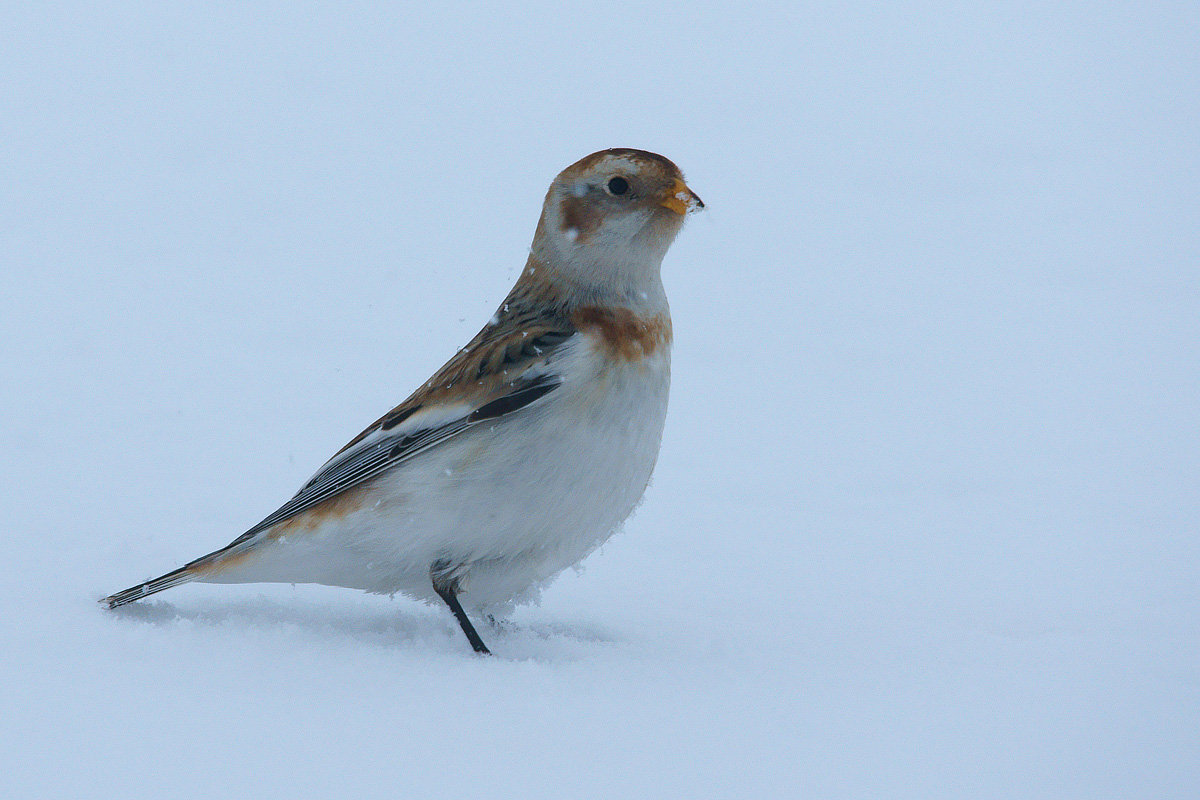 The snow does not scare me!