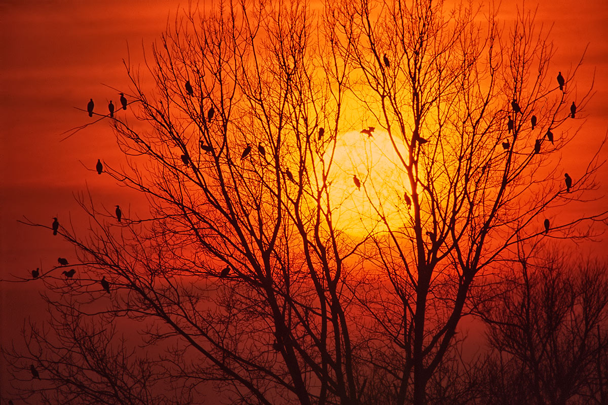 Il dormitorio dei cormorani