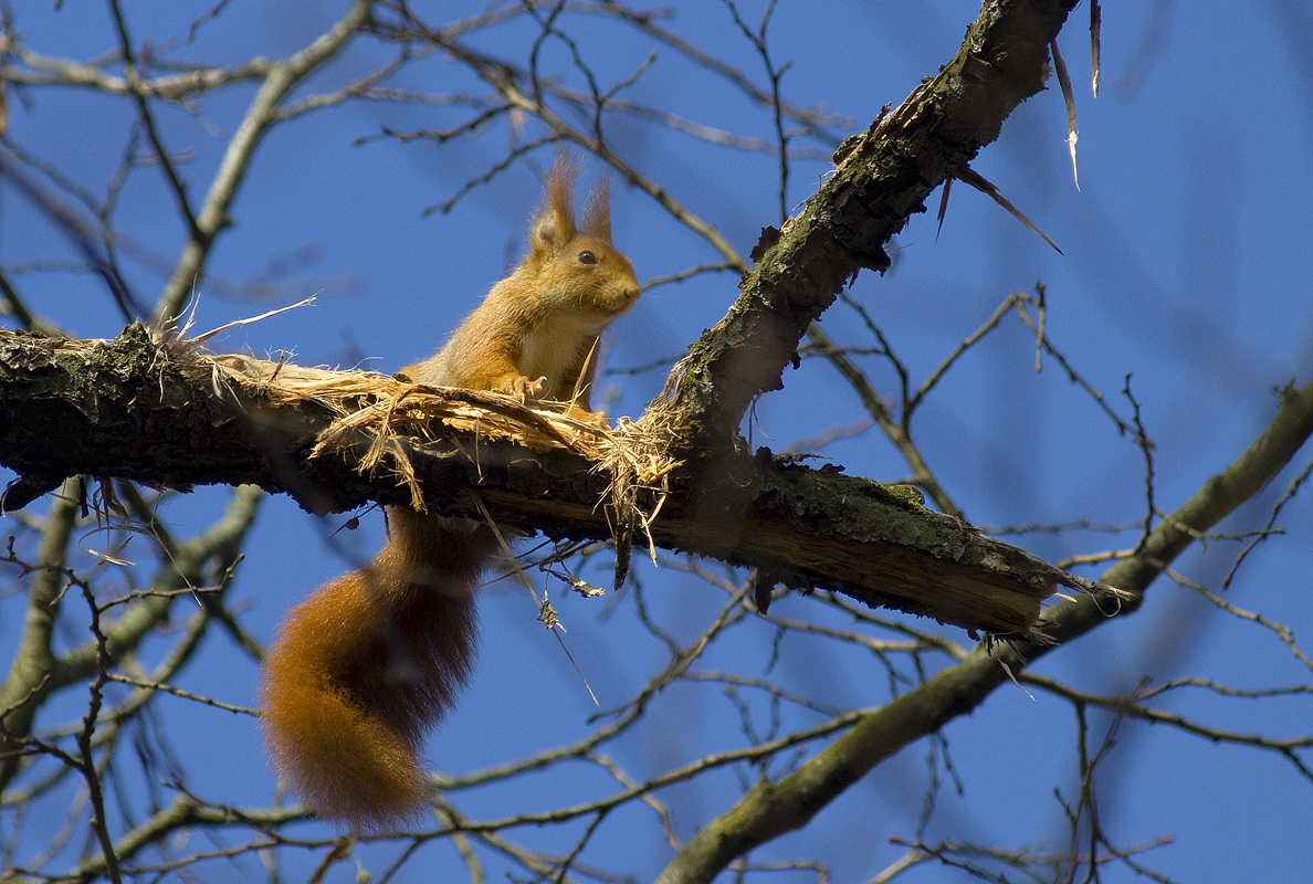 rosso scoiattolo