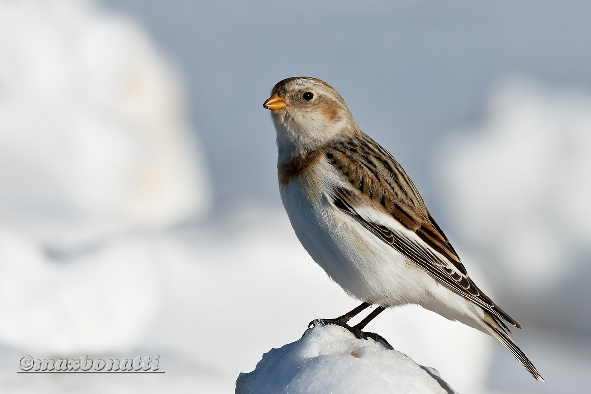 Snow Bunting (Plectrophenax nivalis)