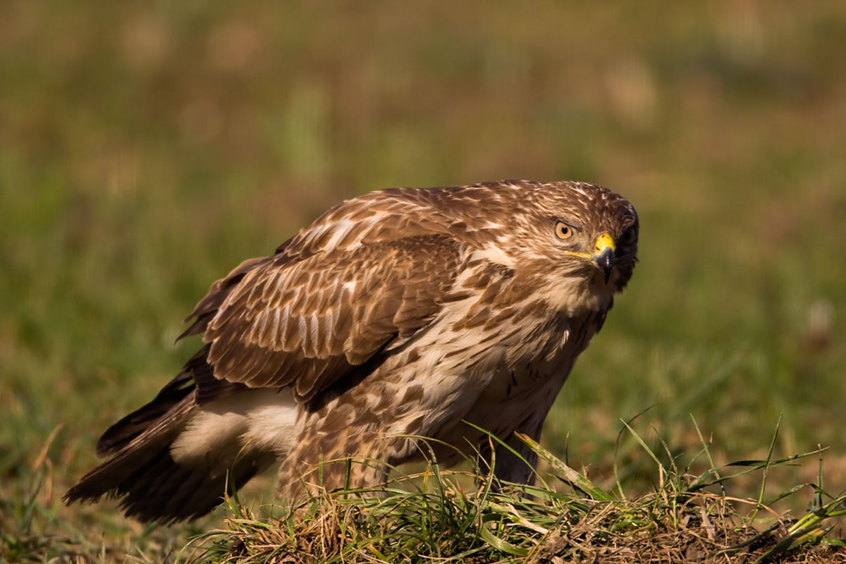 Buzzard