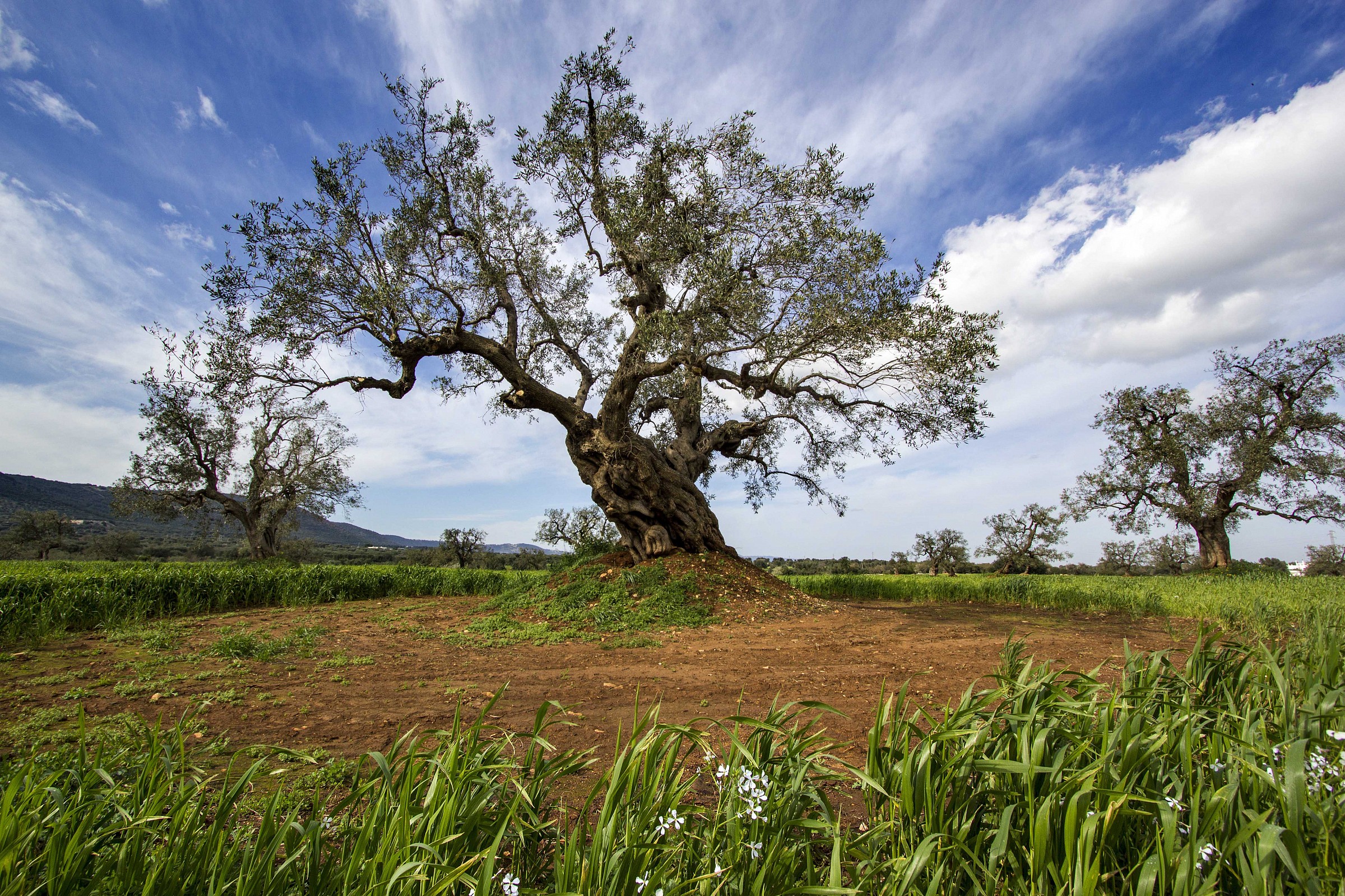 Anche io sono imponente