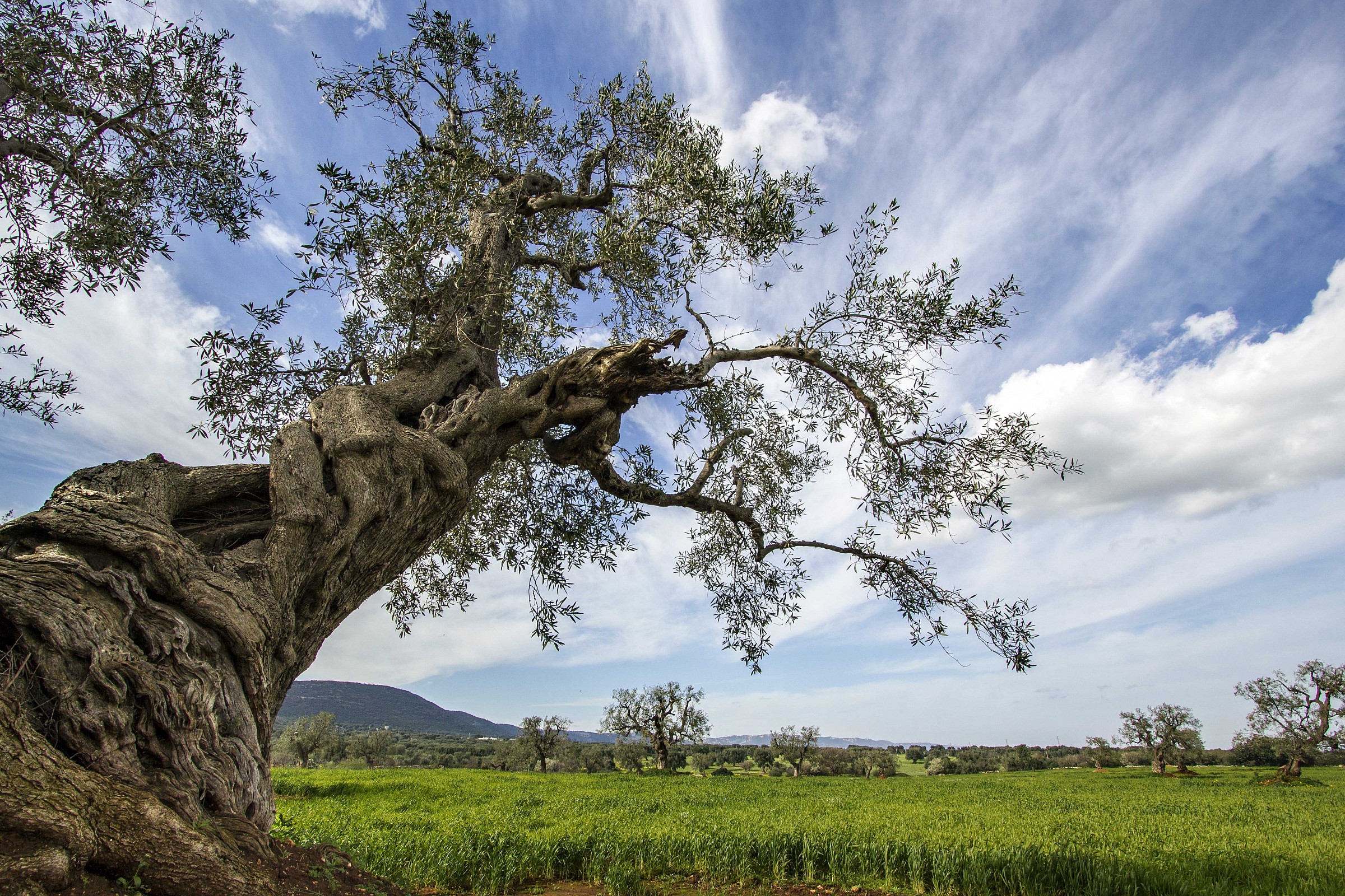 I pilastri del cielo