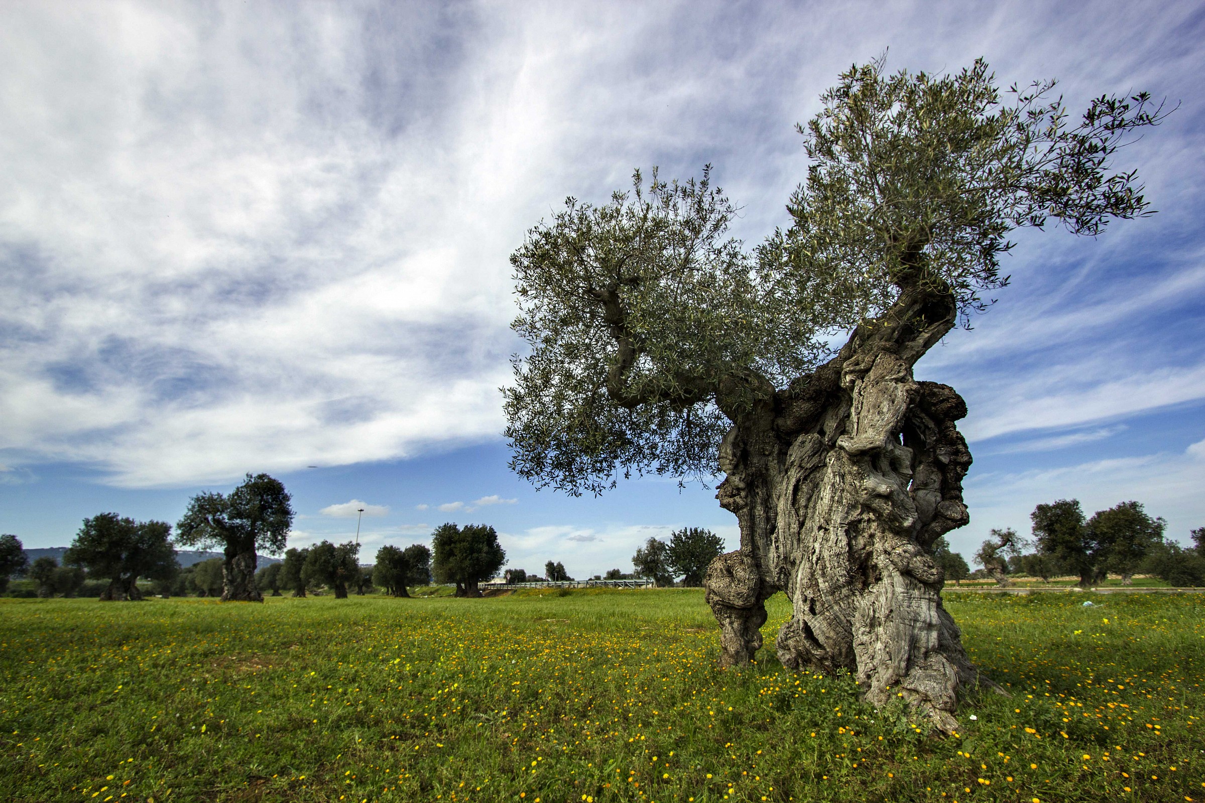 Quasi solo, ma bello