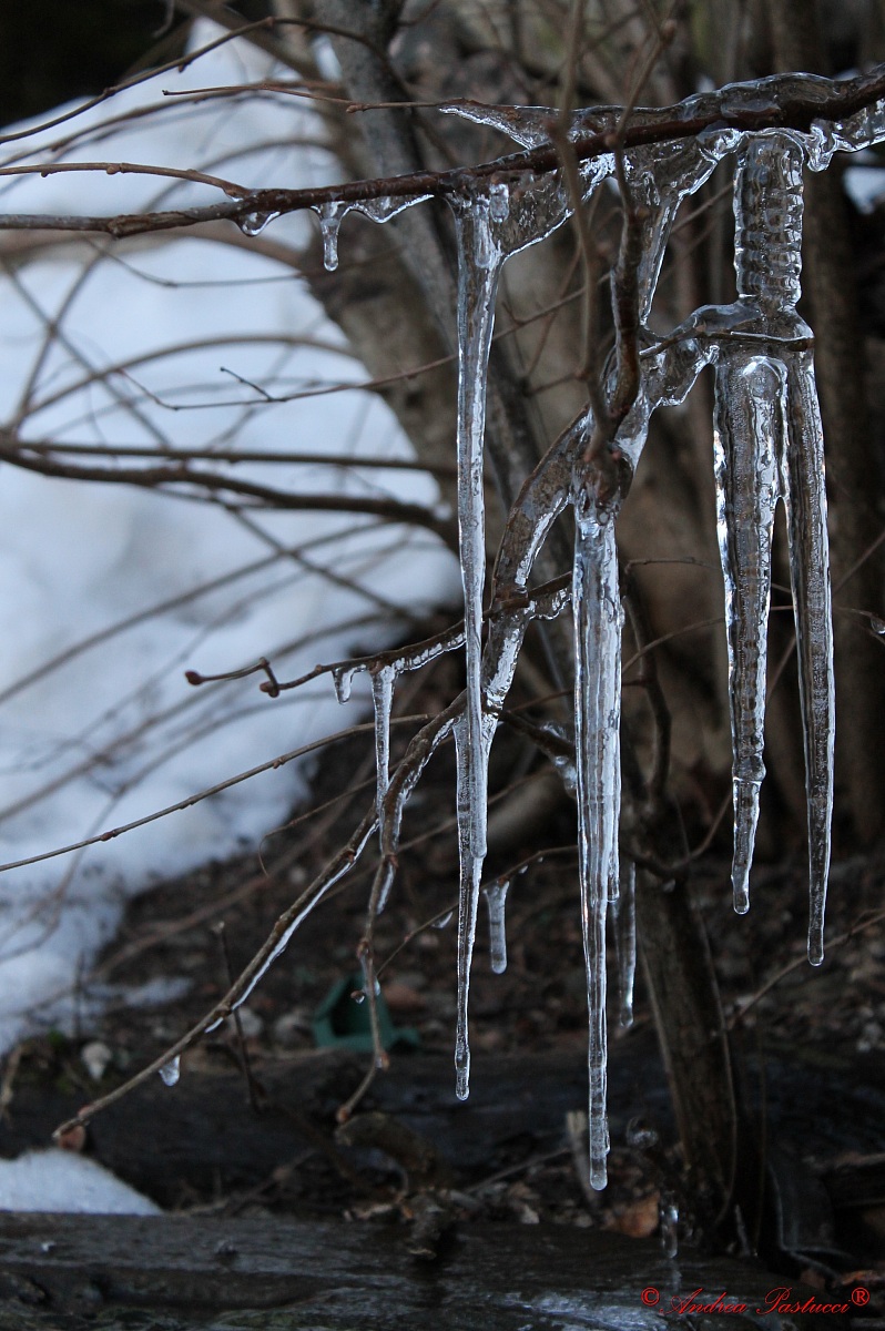 il ramo dei lunghi coltelli