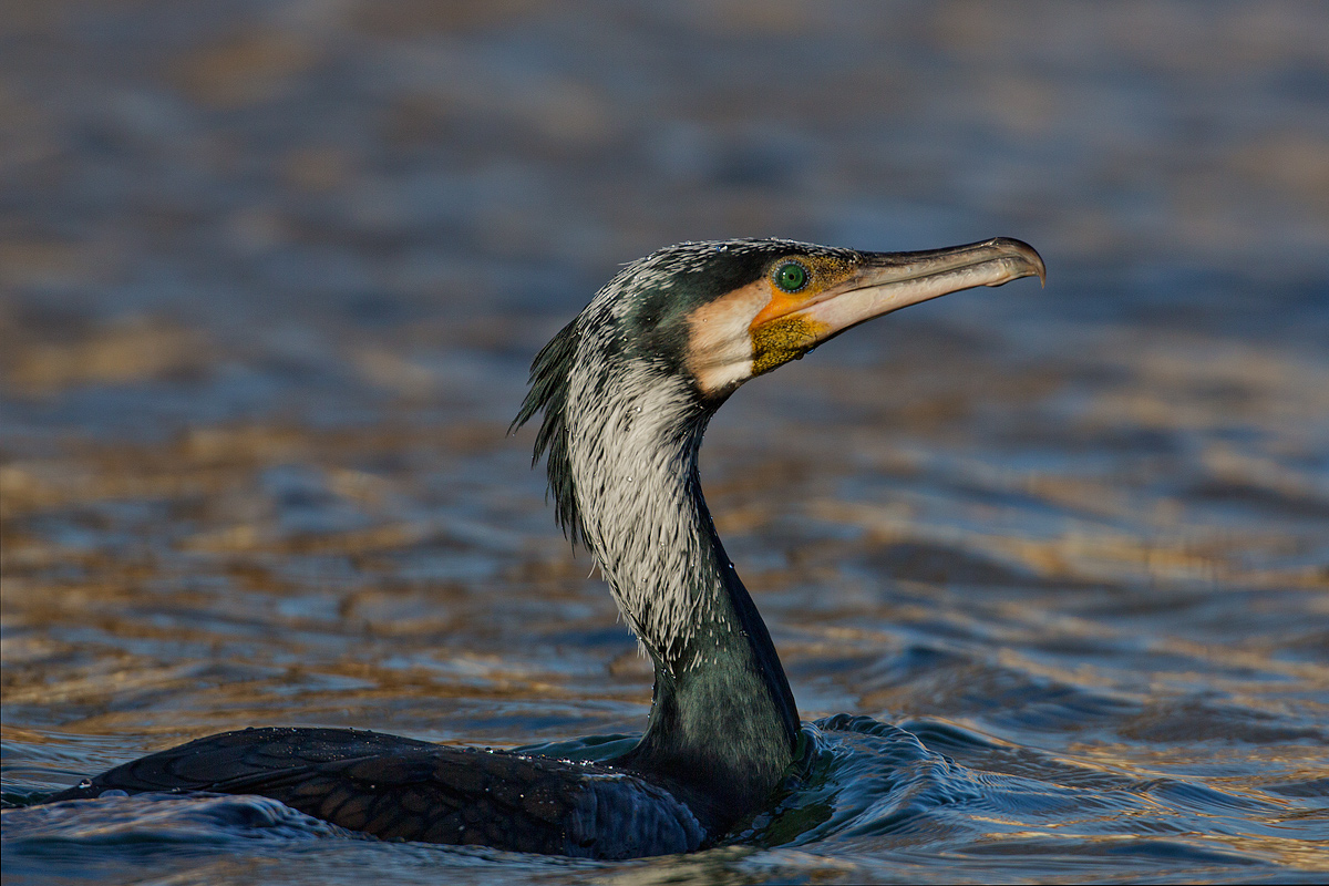 Cormorano