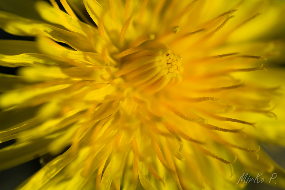 Pìssalètt (in ferrarese)!