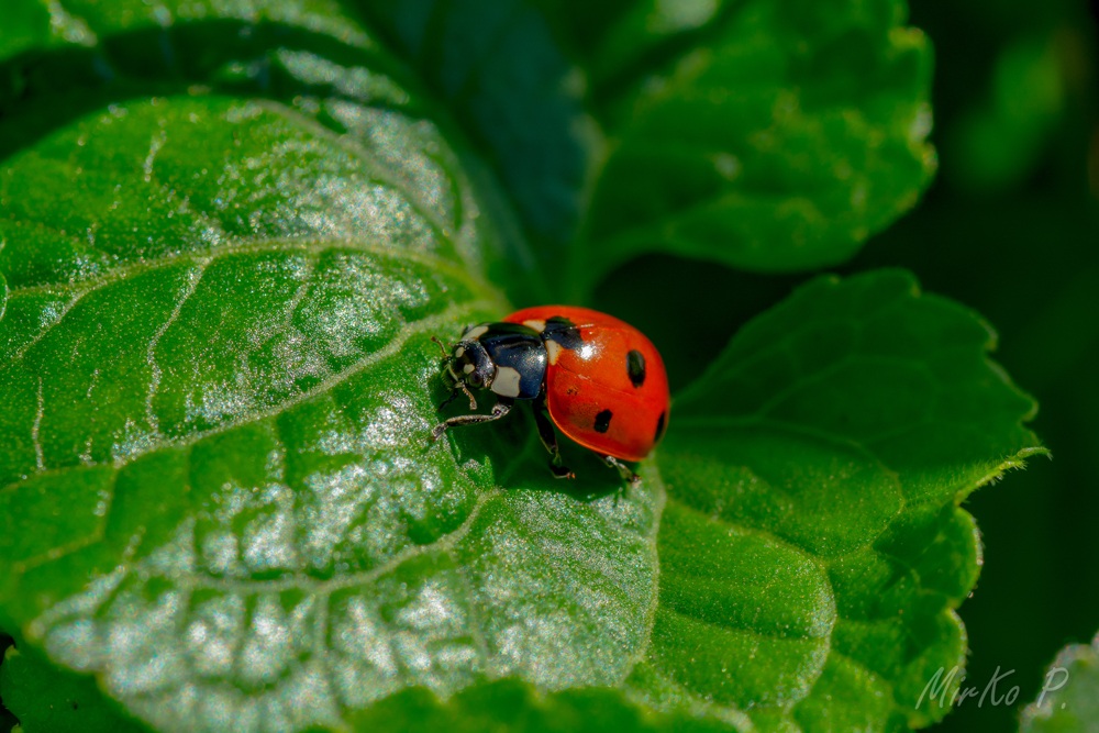 Coccinella