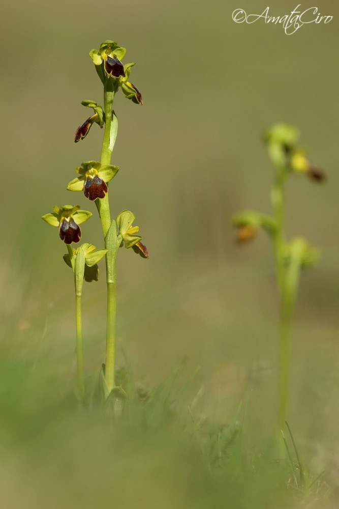 Ophrys fusca