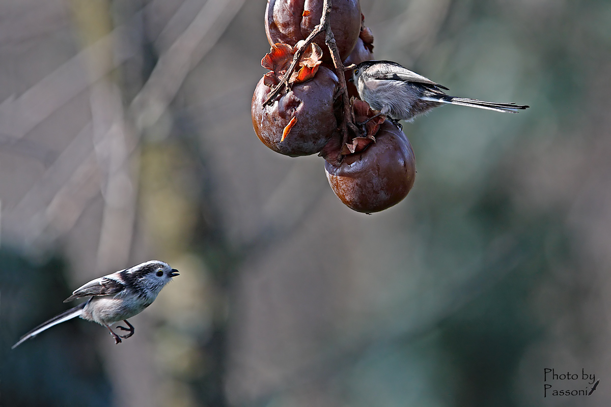 Sto arrivando anche io!