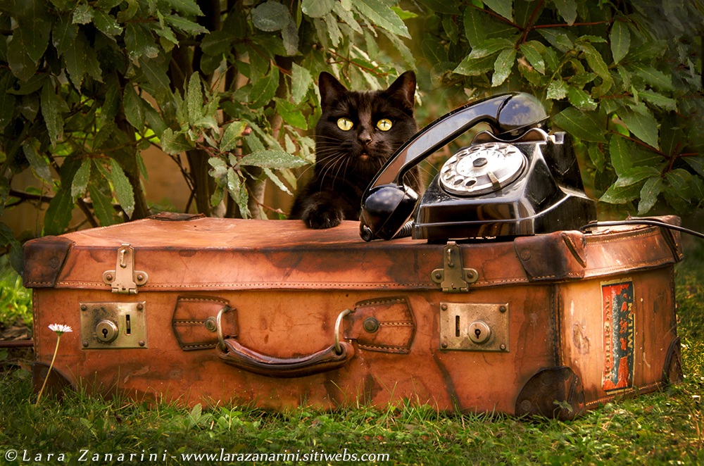 Attracted by the vintage cat