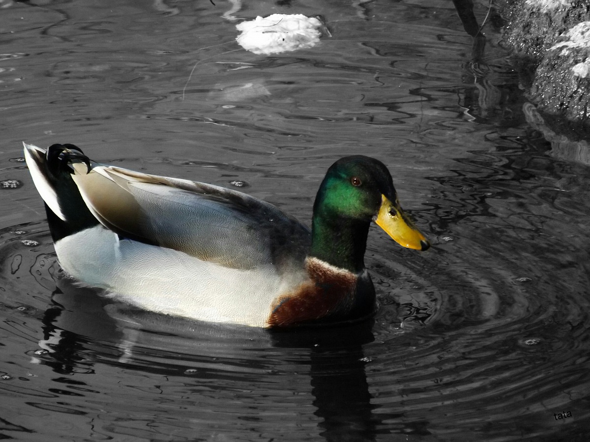 Mallard in stain color
