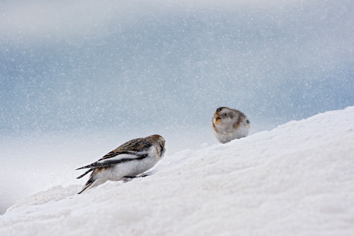 Litigio sotto la bufera