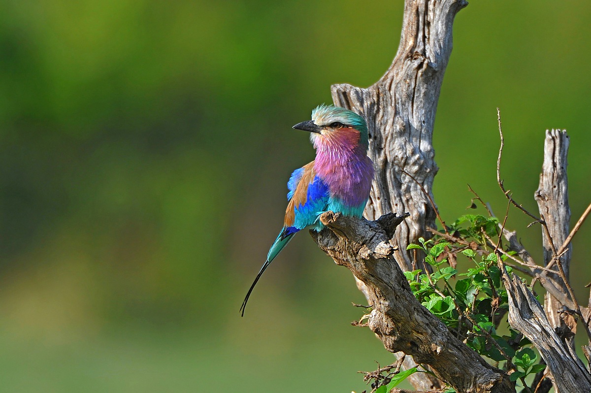 Lilac-breasted Roller in the sun