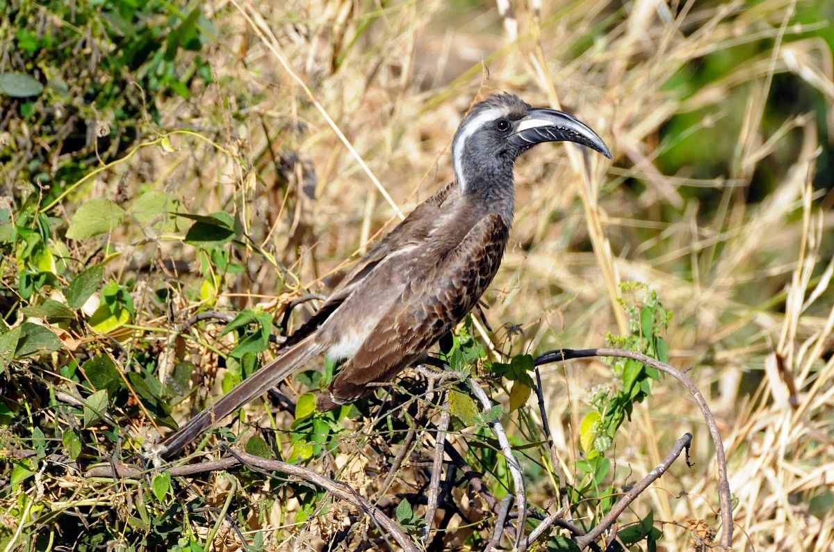 African Grey Hornbill - Tockus nasutus