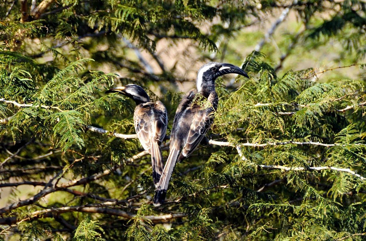 African Grey Hornbill - Tockus nasutus
