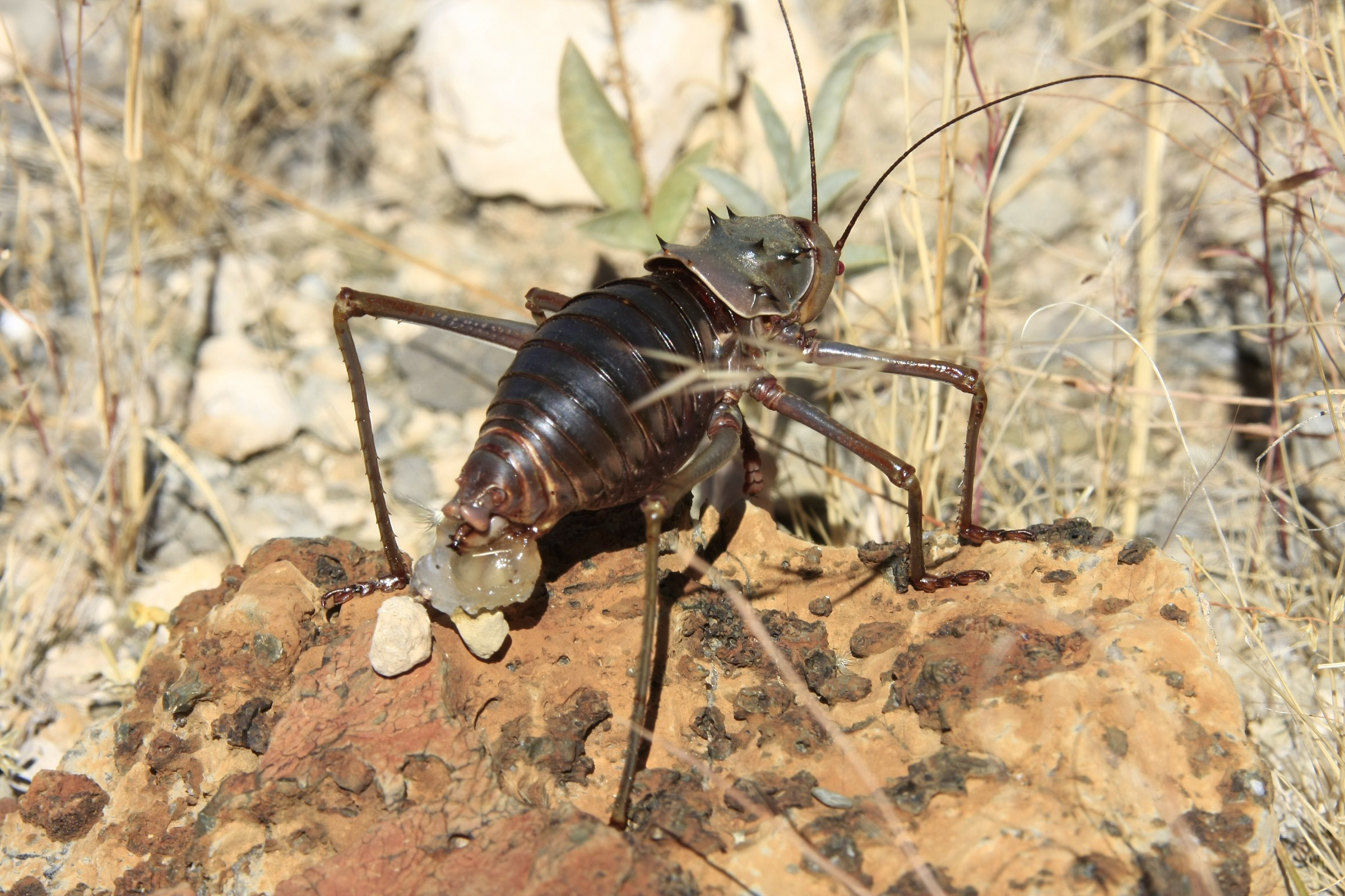 deposizione delle uova-Grillo armato africano