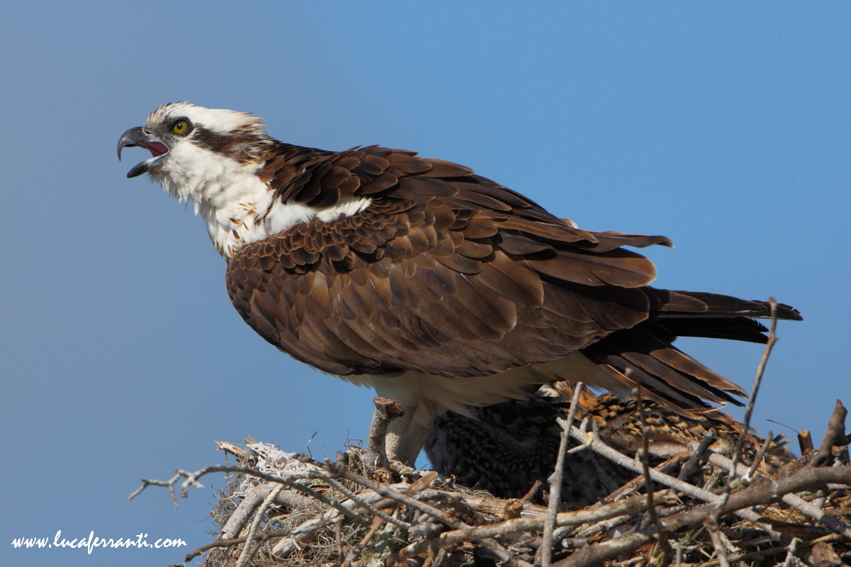 Quasi  una macro a 1000 mm.....