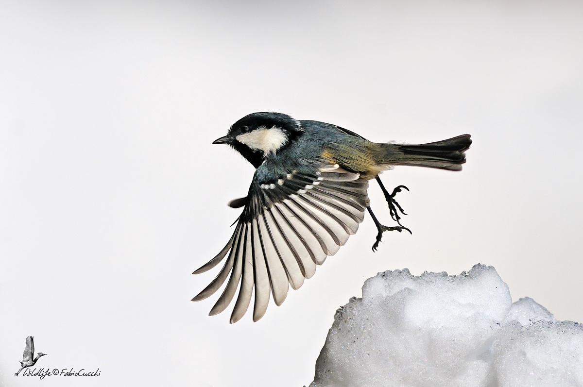 Lo Slancio della Mora