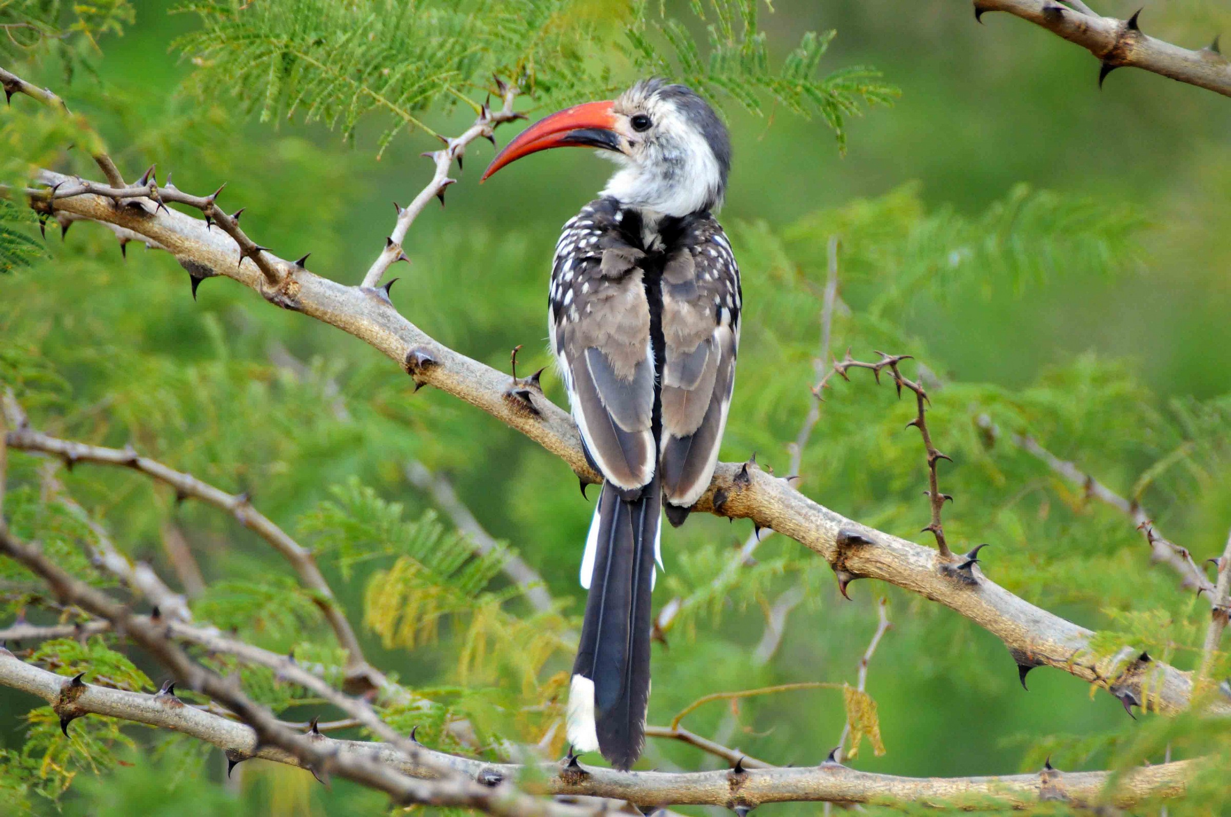 Red-billed Hornbill