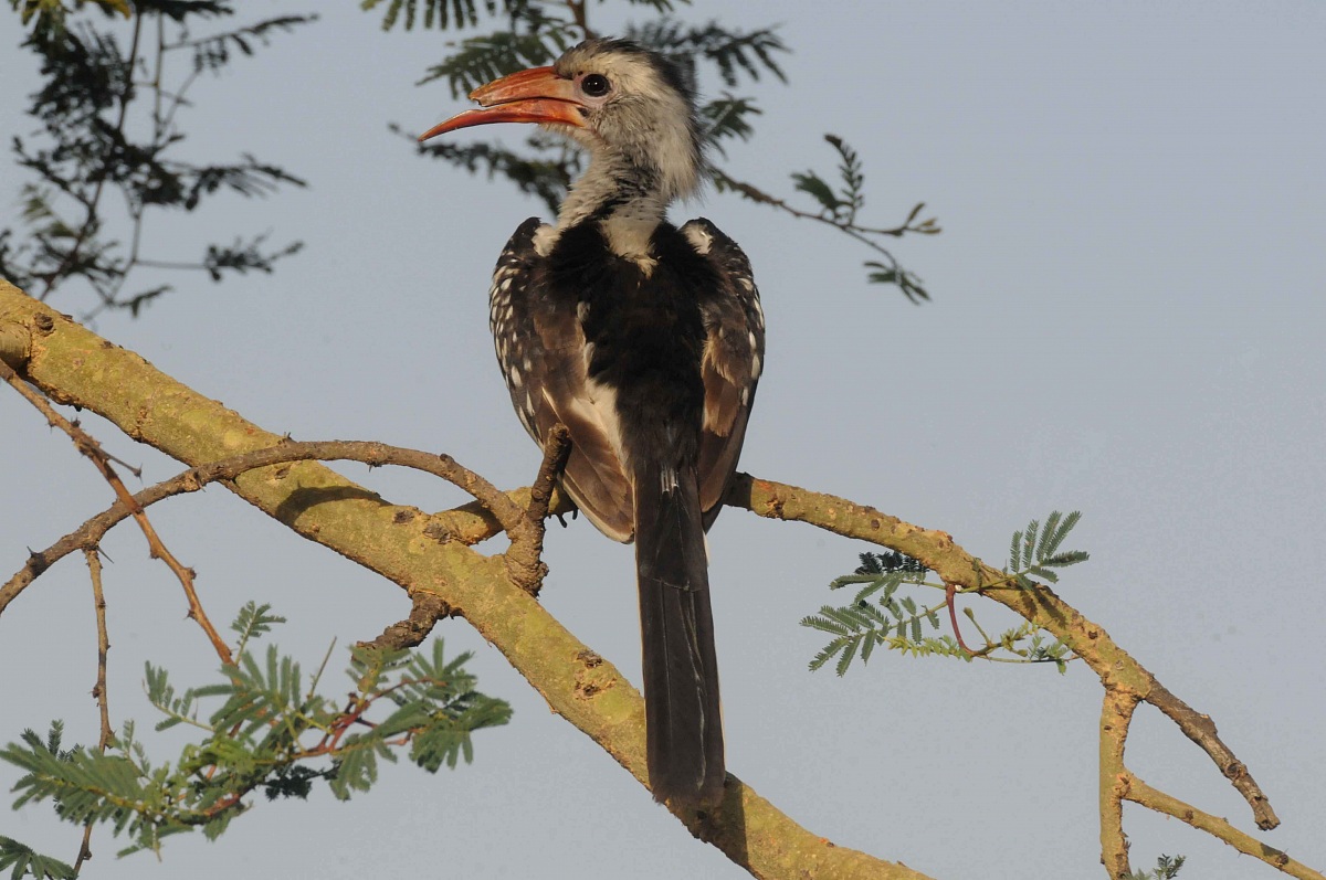 Red-billed Hornbill - Tockus erythorhincus