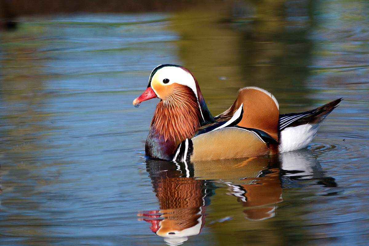 Aix galericulata (Anatra Mandarina)