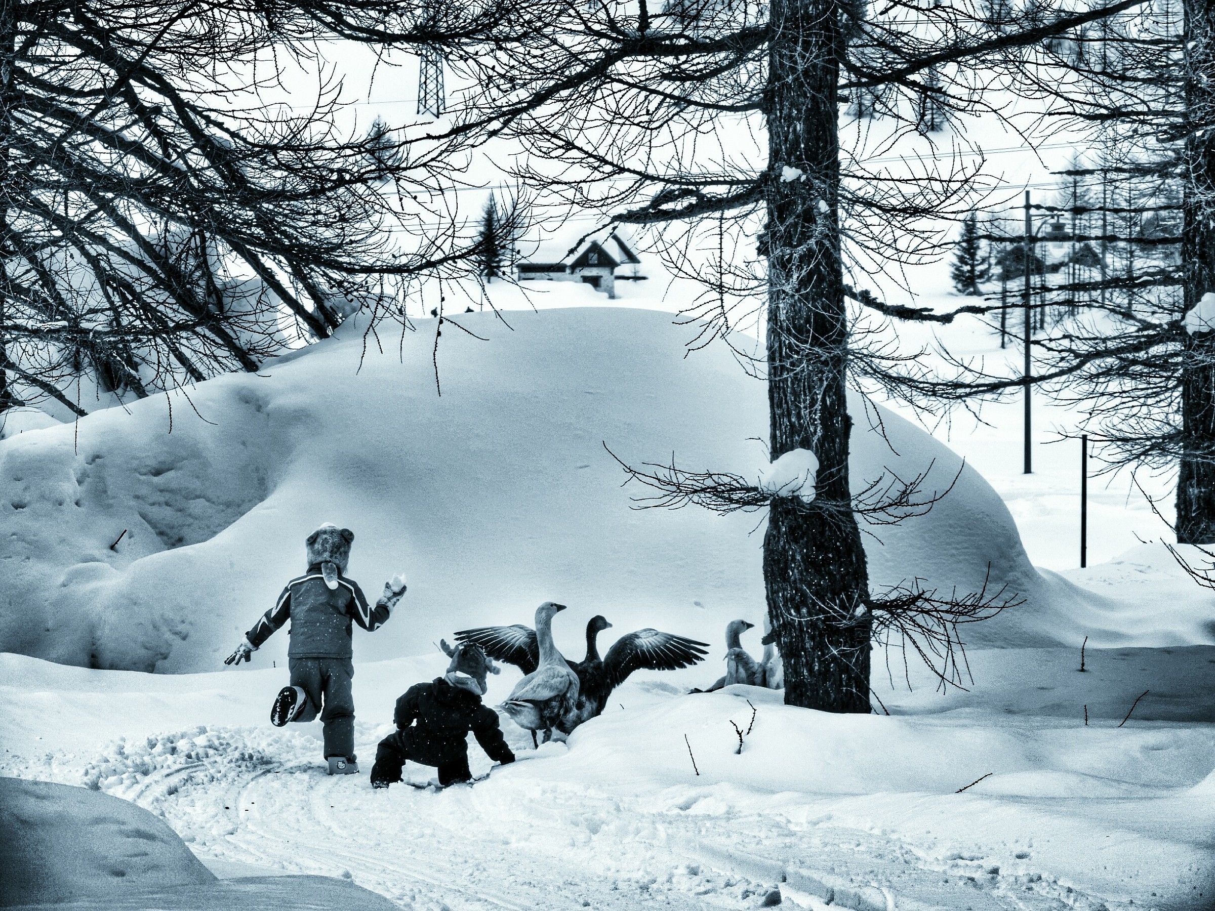 Snowballs at the geese!