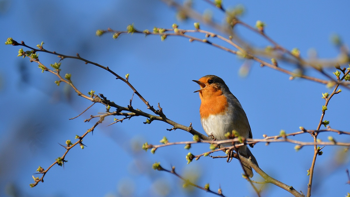 Robin singing
