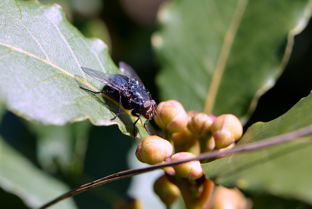 First tests Macro - Moscow 1