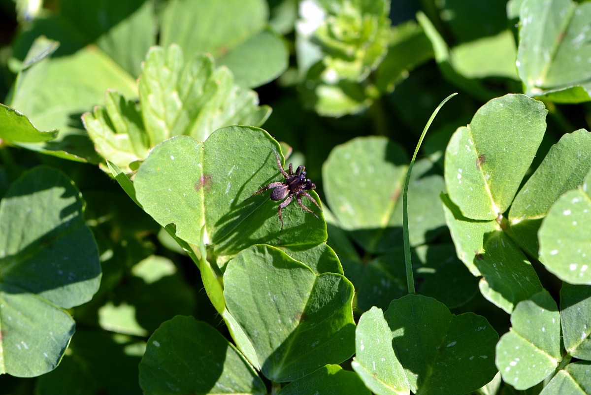 First tests Macro - Spider