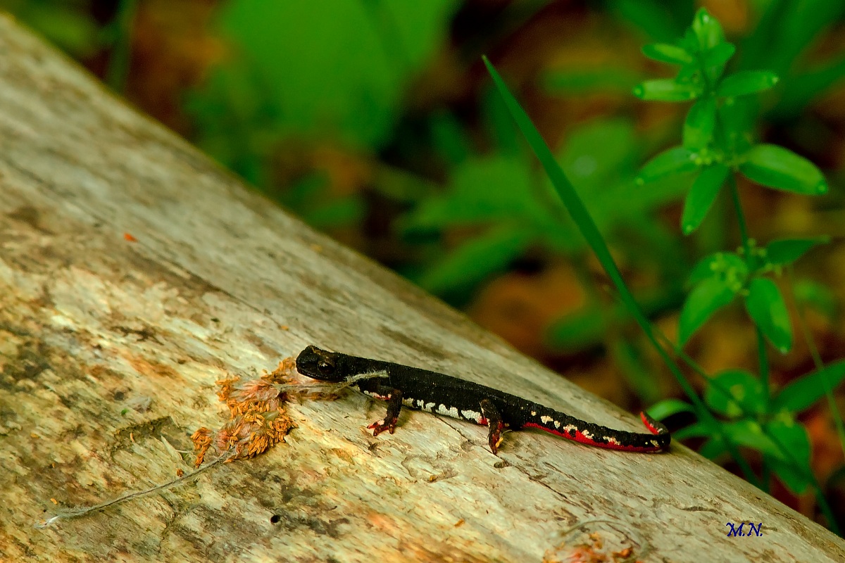 Salamander perspicillata