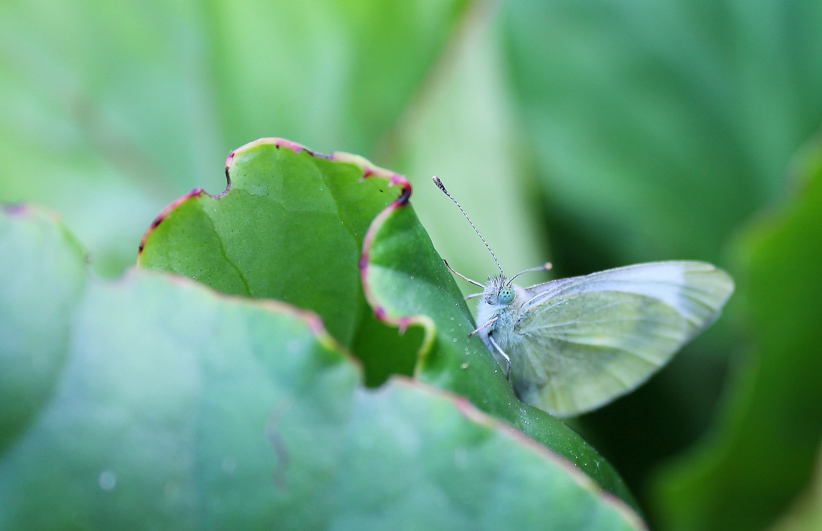 una strana farfalla in giardino