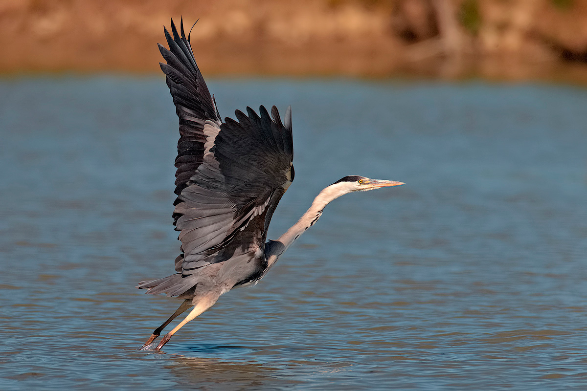 after a meal to digest Voletta ...