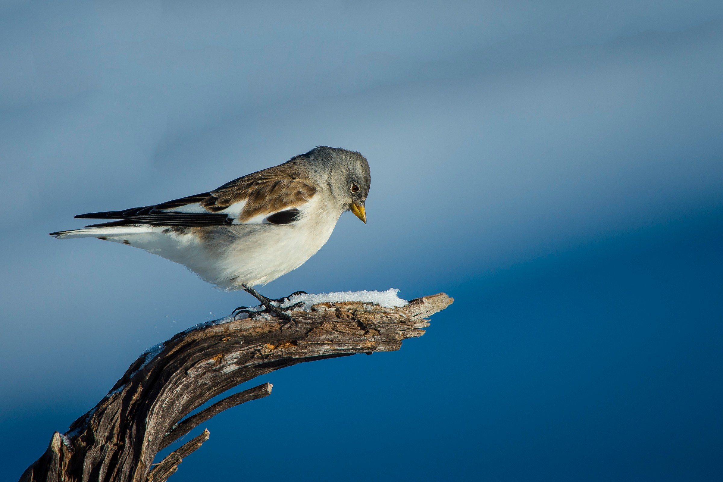 The 'Alpine .... The Chaffinch