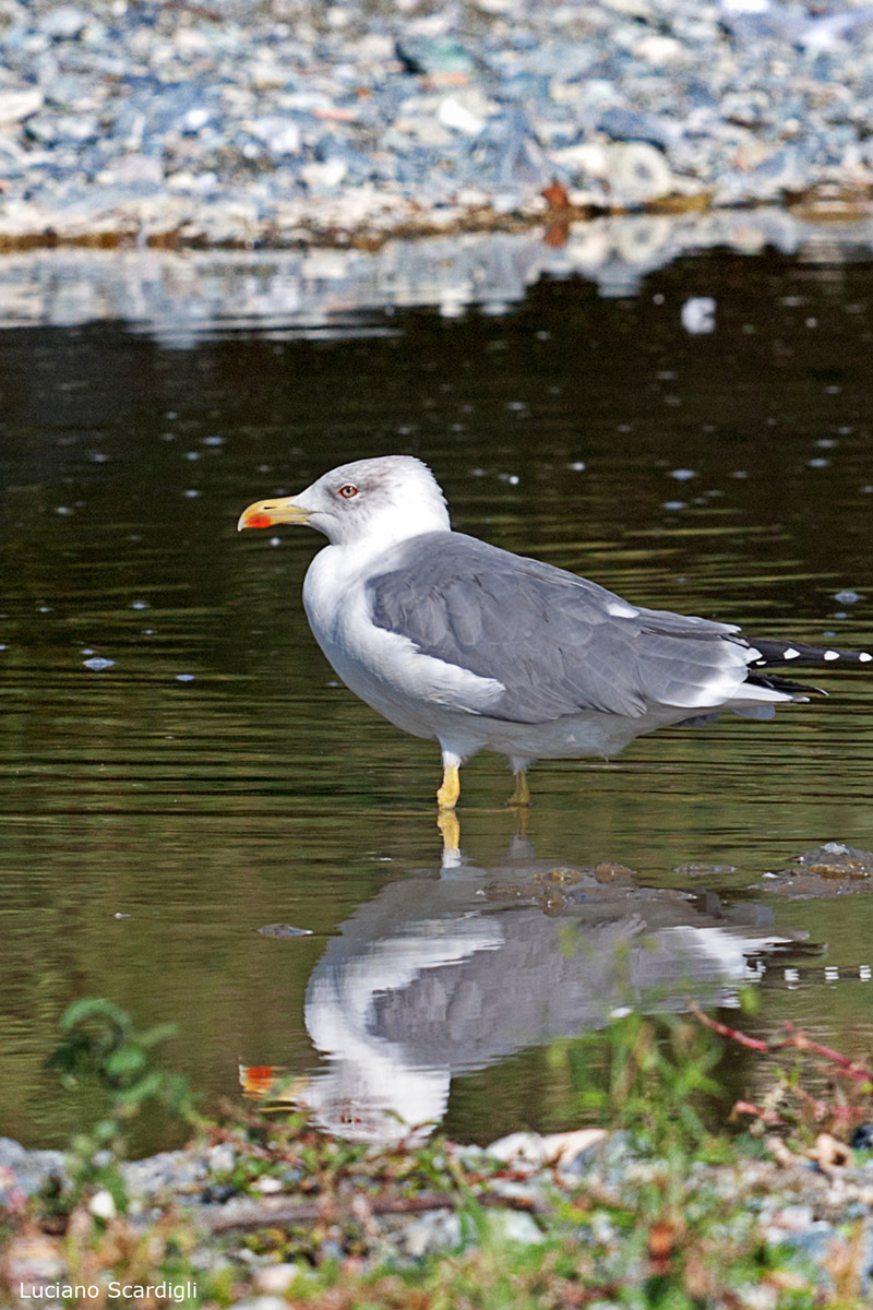 Gabbiano reale,MG11600