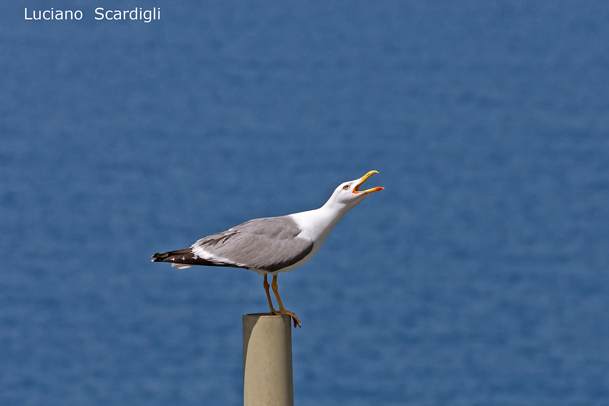 Gabbiano reale,MG10691