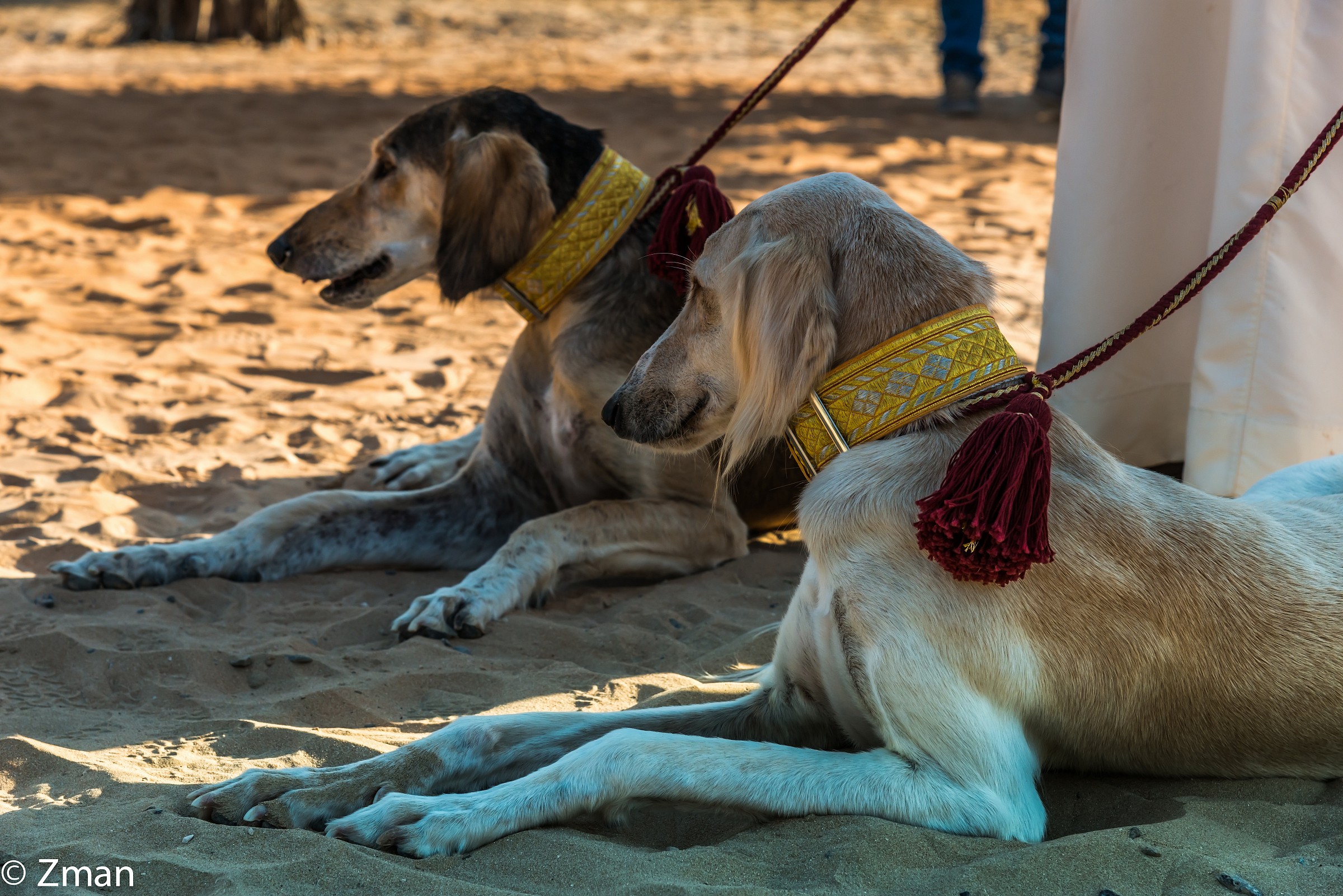 Two Saluki Dogs