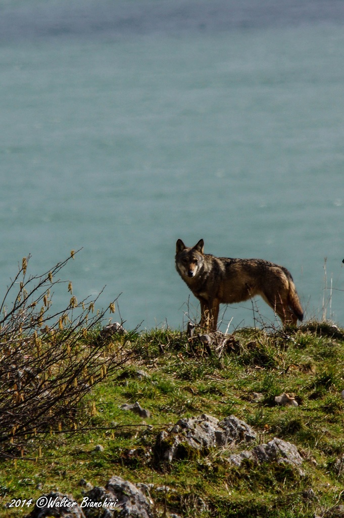The male leader of the pack