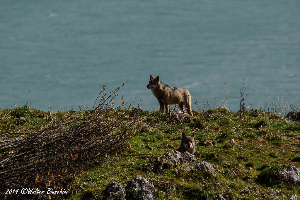 Subadult deer wandered through the country
