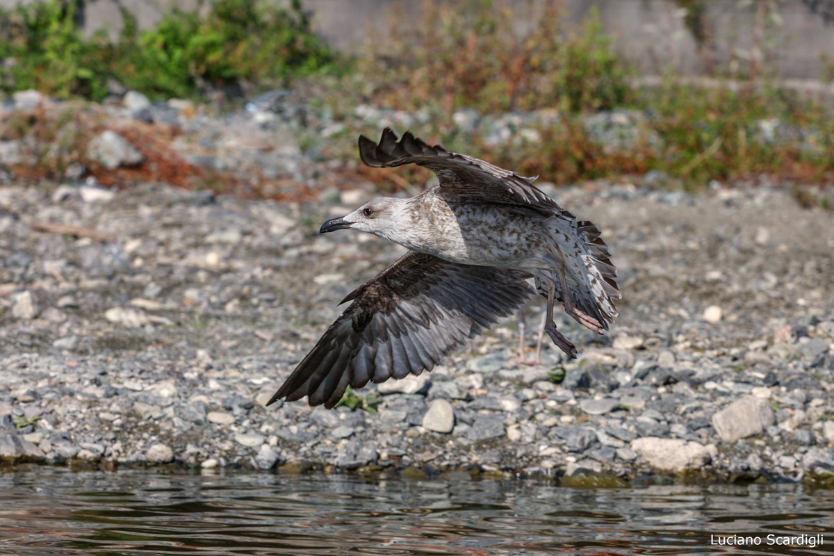 Gabbiano reale,MG11656