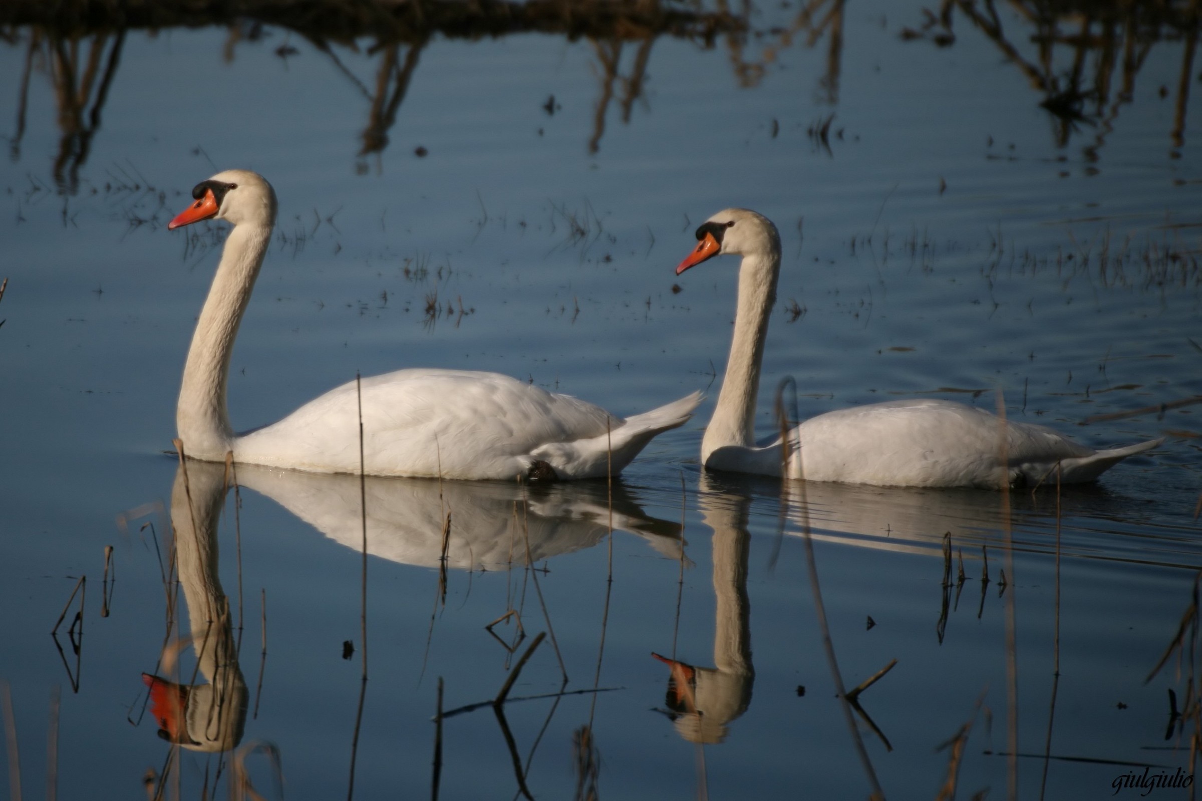 pair of swans