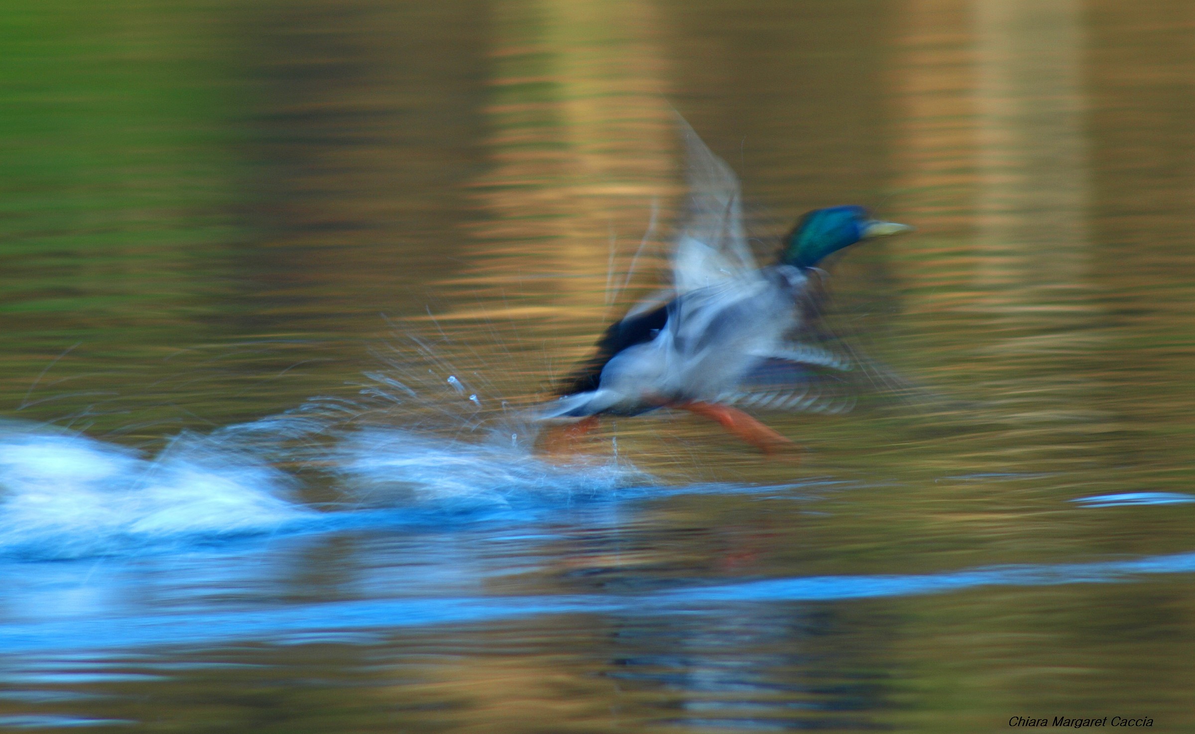 duck flying