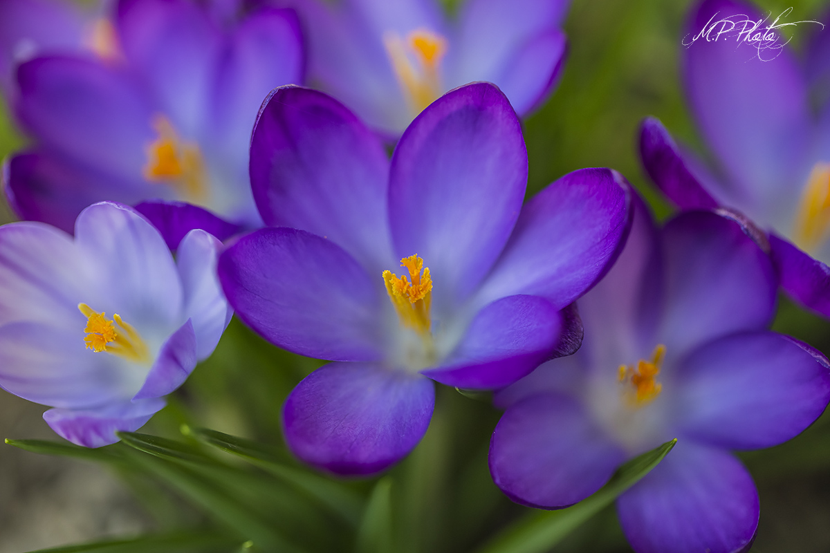 Crocus